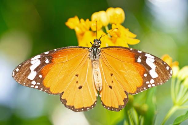 istock Butterfly spreading wings while drinking juice from flower - animal behavior. 1409492598