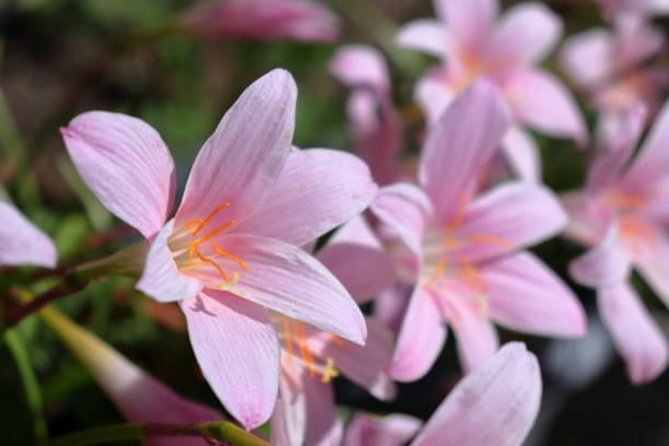 Rosepink zephyr Lilies (Zephyranthes carinata) flowers up close Beautiful pink blossoms in macro shot with bright sunlight illumination, selective focus. white rain lily stock pictures, royalty-free photos & images