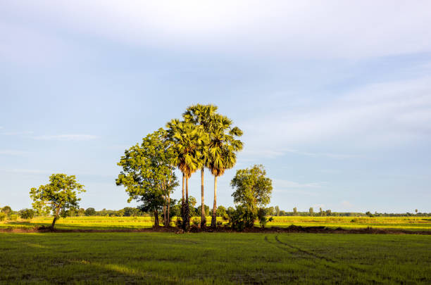 A view of palm trees and trees growing on a mound among green rice fields with sunlight and shade during the day with clouds in the sky as a backdrop in rural Thailand.