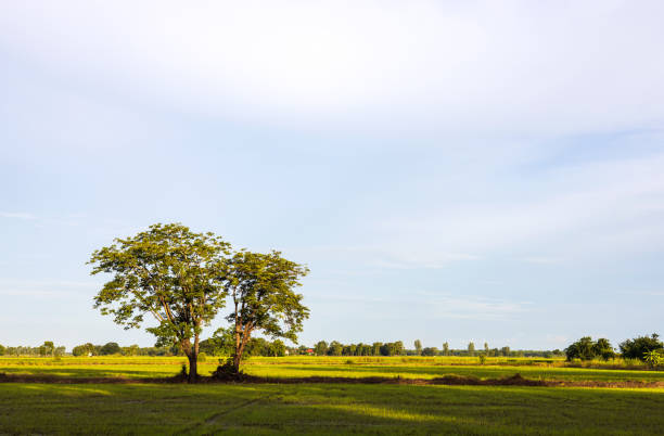 istock A view of the two trees growing on the mound among the green rice fields. 1409492804