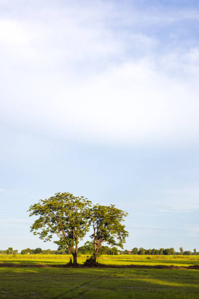 istock A view of the two trees growing on the mound among the green rice fields. 1409492828