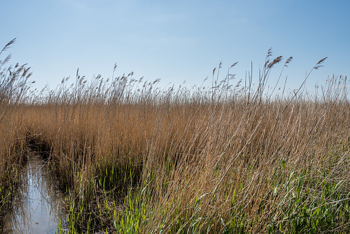 Wetland area with common reed plants against bright blue sky.  Shot in the United Kingdom in spring.