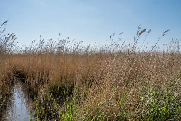 Wetland area with common reed plants against bright blue sky.  Shot in the United Kingdom in spring.