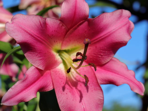 Pink petaled Lilium (Lily) flowering plant macro