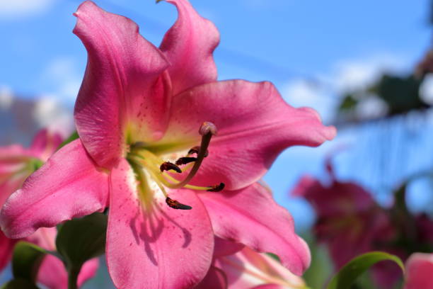 istock Pink Lily (Lilium) flower with blue sky background 1409493179