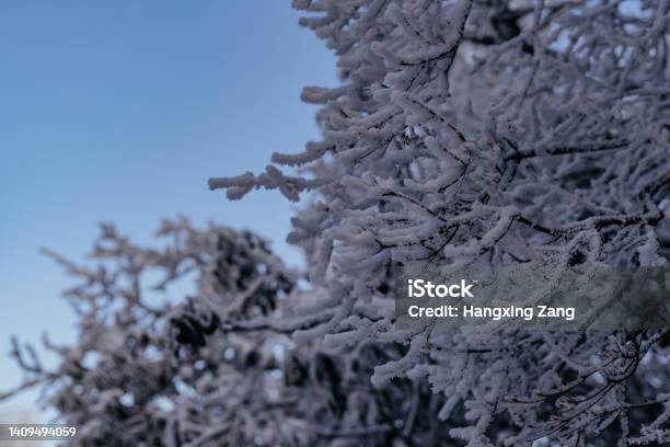 The Closeup Of Snowcovered Tree Branch Stock Photo - Download Image Now - Branch - Plant Part, China - East Asia, Close-up