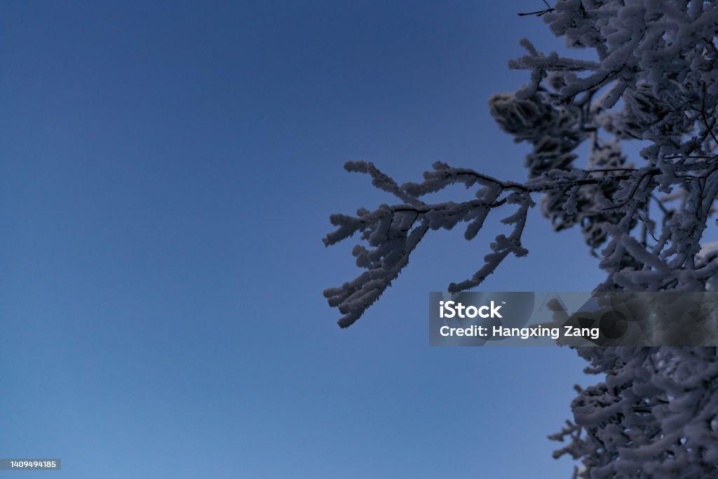 The snow-covered tree branch and clear sky The snow-covered tree branch and clear sky. Blue Stock Photo