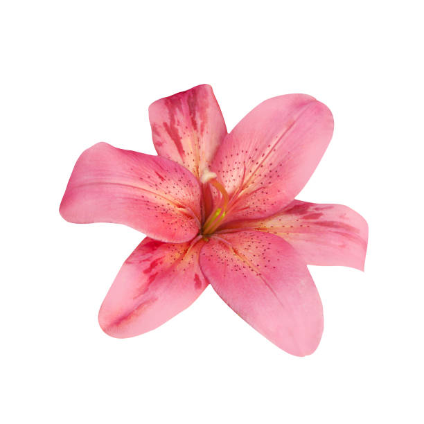 istock Macro foto pink lily on white isolated background 1409494232