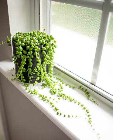 String of Pearls Plant\nShallow DOF