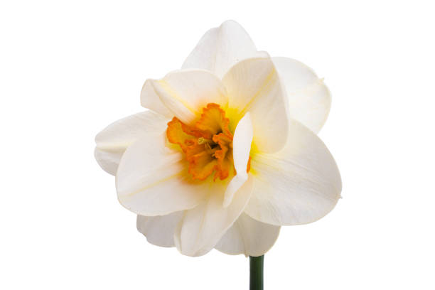 beautiful narcissus flower isolated on white background