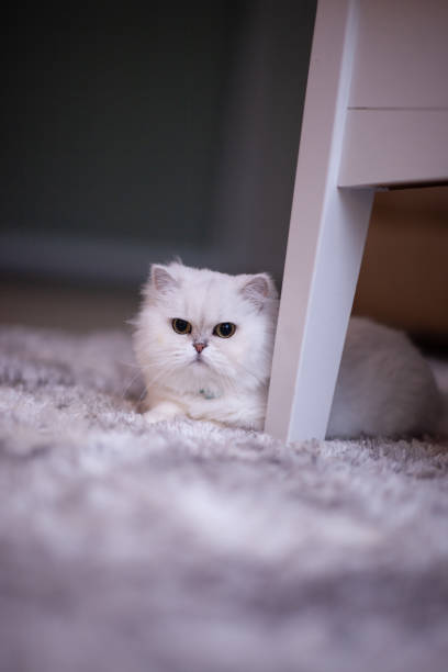 istock Adorable Persian Cat 1409495958