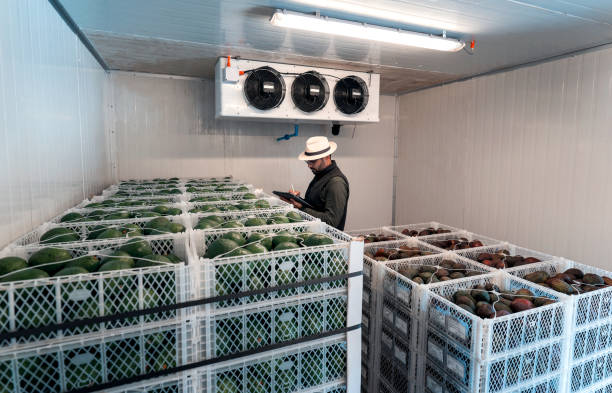 worker with a tablet writing in a hass avocado refrigerator or warehouse stock photo