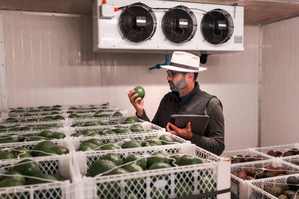 worker with a hass avocado in hand inspecting the fruit in the cellar or ripener stock photo