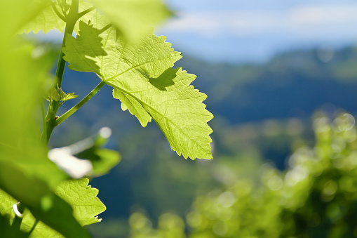 Close-up in the vineyard (Styria)