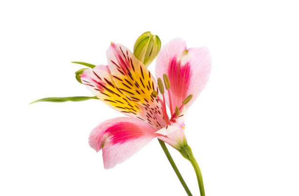 istock alstroemeria flower isolated 1409497360