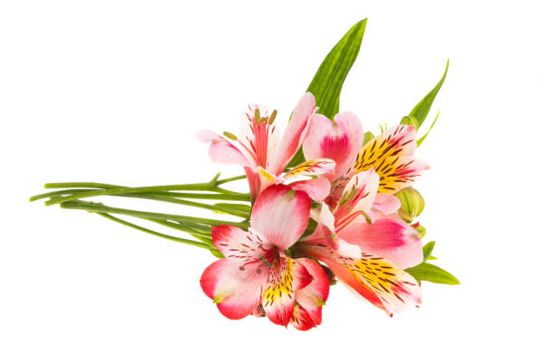 istock alstroemeria flower isolated 1409497574
