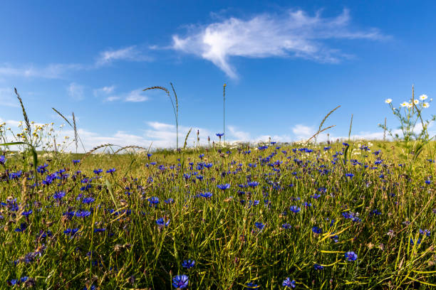 istock organic food and summertime, corn field with cornflowers 1409498010