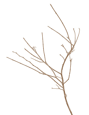 Bare twig cut out on white background