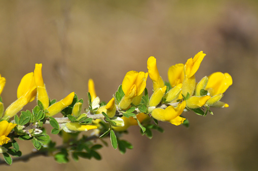 In the spring (Chamaecytisus ruthenicus) blooms in the wild