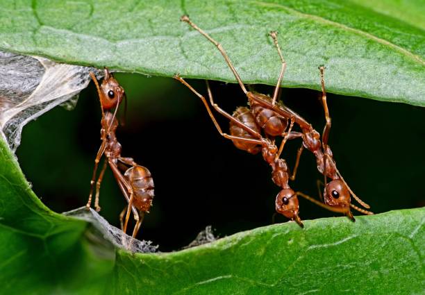 istock Ants Biting leaf to build nest - animal behavior. 1409498590