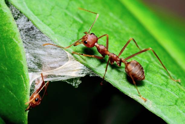 istock Ants Biting leaf to build nest - animal behavior. 1409498664