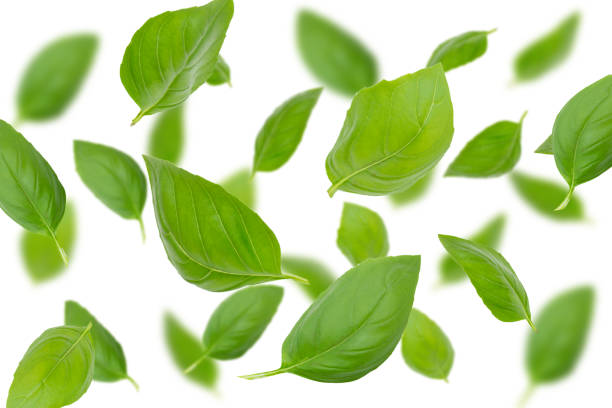 istock Pattern of fresh green basil leaves on a white background 1409499320