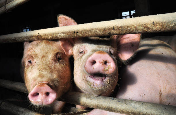 istock Feeding pigs on a farm 1409499395
