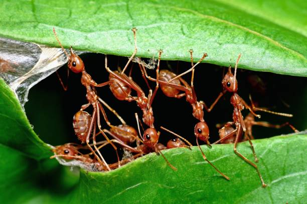 istock Ants Biting leaf to build nest - animal behavior. 1409499619
