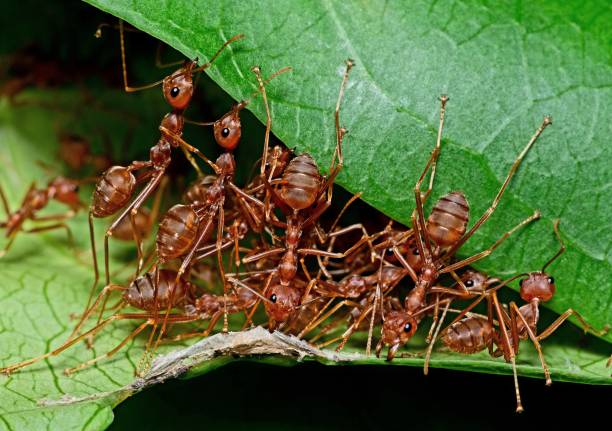 istock Ants Biting leaf to build nest - animal behavior. 1409499788