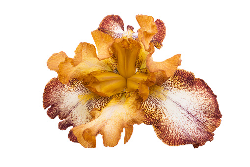 beautiful iris flower isolated on white background