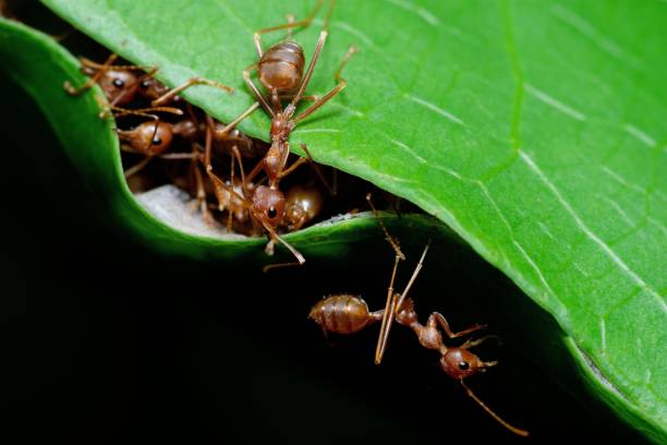 istock Ants Biting leaf to build nest - animal behavior. 1409499835
