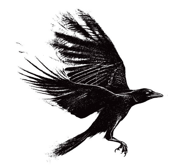Illustration of one American Crow flying