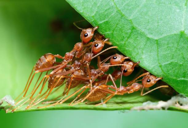 ants biting leaf to build nest - animal behavior. - mier stockfoto's en -beelden