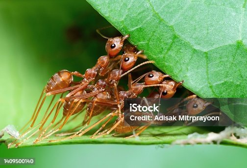 istock Ants Biting leaf to build nest - animal behavior. 1409500140