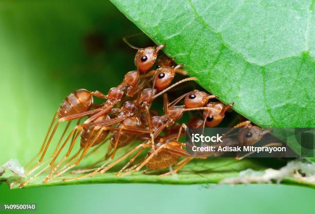 Ants Biting Leaf To Build Nest Animal Behavior Stock Photo - Download Image Now - Ant, Assistance, Animal