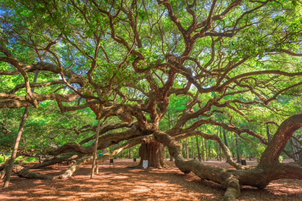 엔젤 오크 파크, 찰스턴, 사우스캐롤라이나, 미국 - spring oak tree leaf oak leaf 뉴스 사진 이미지