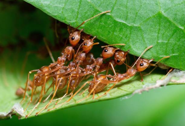 istock Ants Biting leaf to build nest - animal behavior. 1409500343