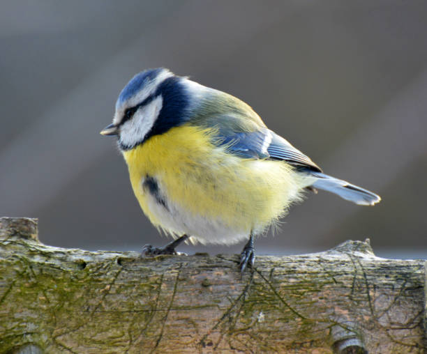 istock The tit is blue  (Parus caeruleus) on the branch 1409501148