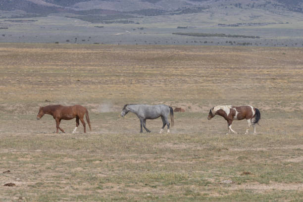 wild horses in springtime in the Utah desert