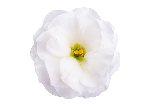 eustoma flower isolated on white background