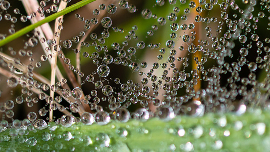 Reflections in the Tiny Drops of Dew Clinging to the Strands of a Spider’s Web