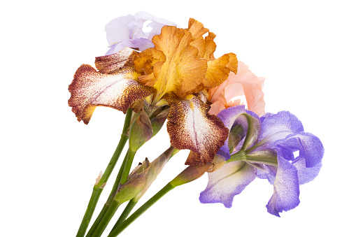 beautiful iris flower isolated on white background