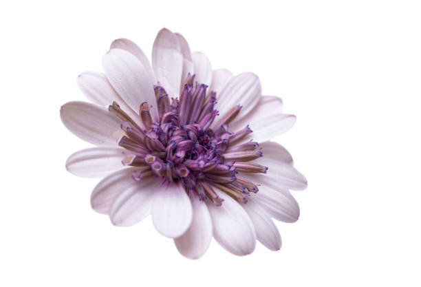 Osteosperumum Flower Daisy Isolated on White Background. Macro Closeup