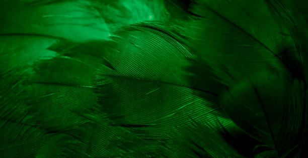 istock green hawk feathers with visible detail. background or texture 1409503170