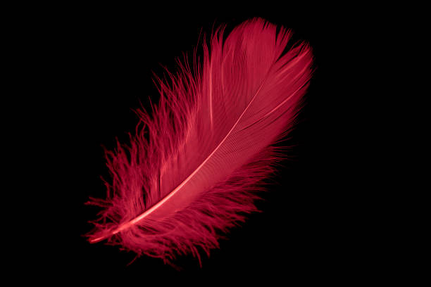 istock a red goose feather on a black isolated background 1409503266