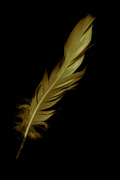 istock gold feather goose on a black isolated background 1409503304
