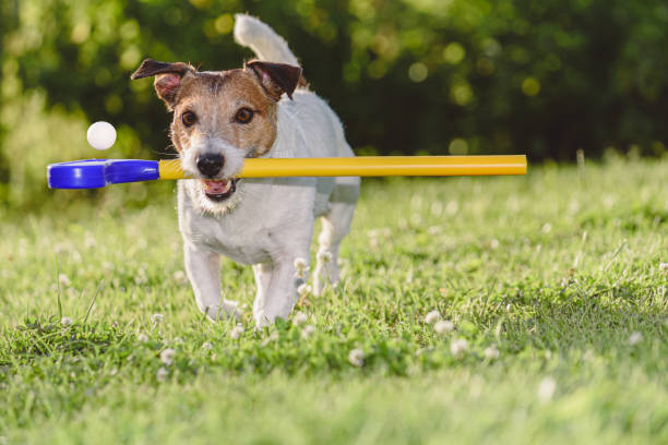 istock Dog playing with golf club and ball on green grass course 1409503309