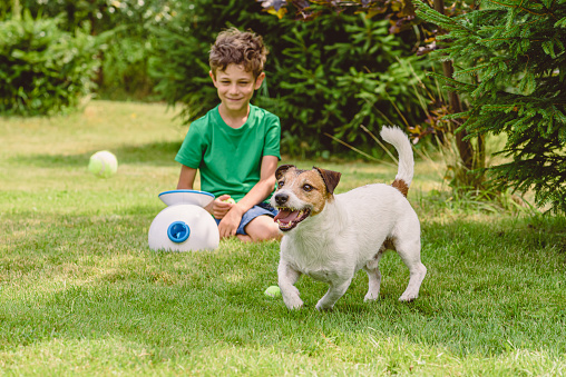 Jack Russell Terrier dog catching and fetching balls