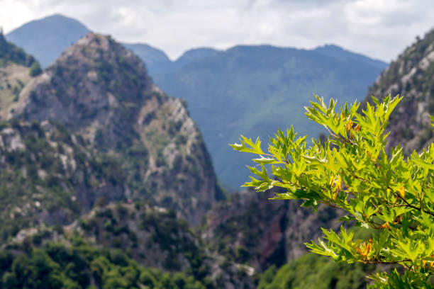 Sycamore (Platanus) in the rays of the sun grows against the background of fir forest and mountainson a sunny summer day.