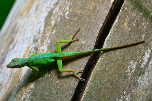 close-up of Guadeloupean anole (Anolis marmoratus) also known as leopard anole on a tree trunk